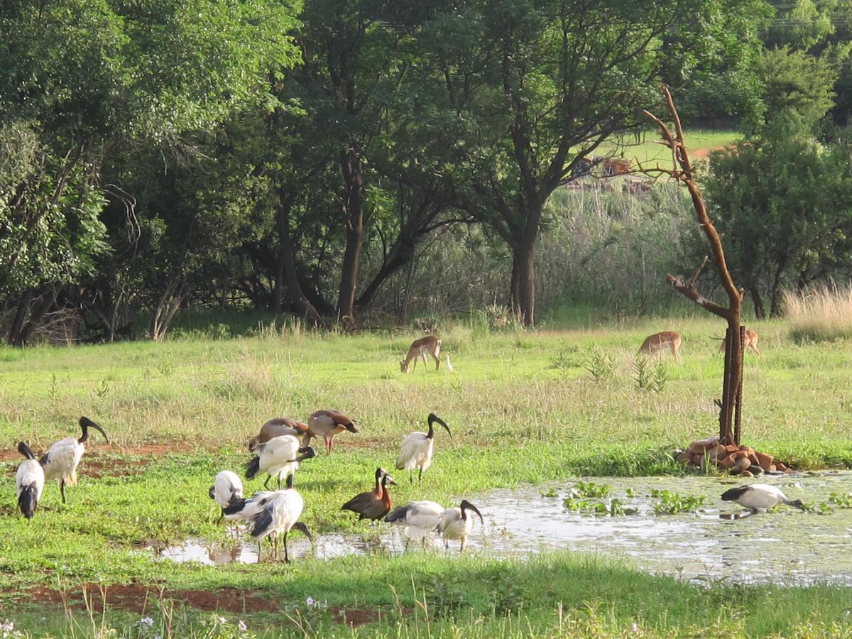 Harties Is Africa Safari Lodge Kosmos エクステリア 写真